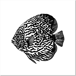 Discus Fish or Pompadour Fish Ink Art - animal drawing - black on white Posters and Art